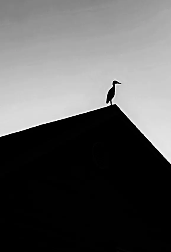 Bird on Roof